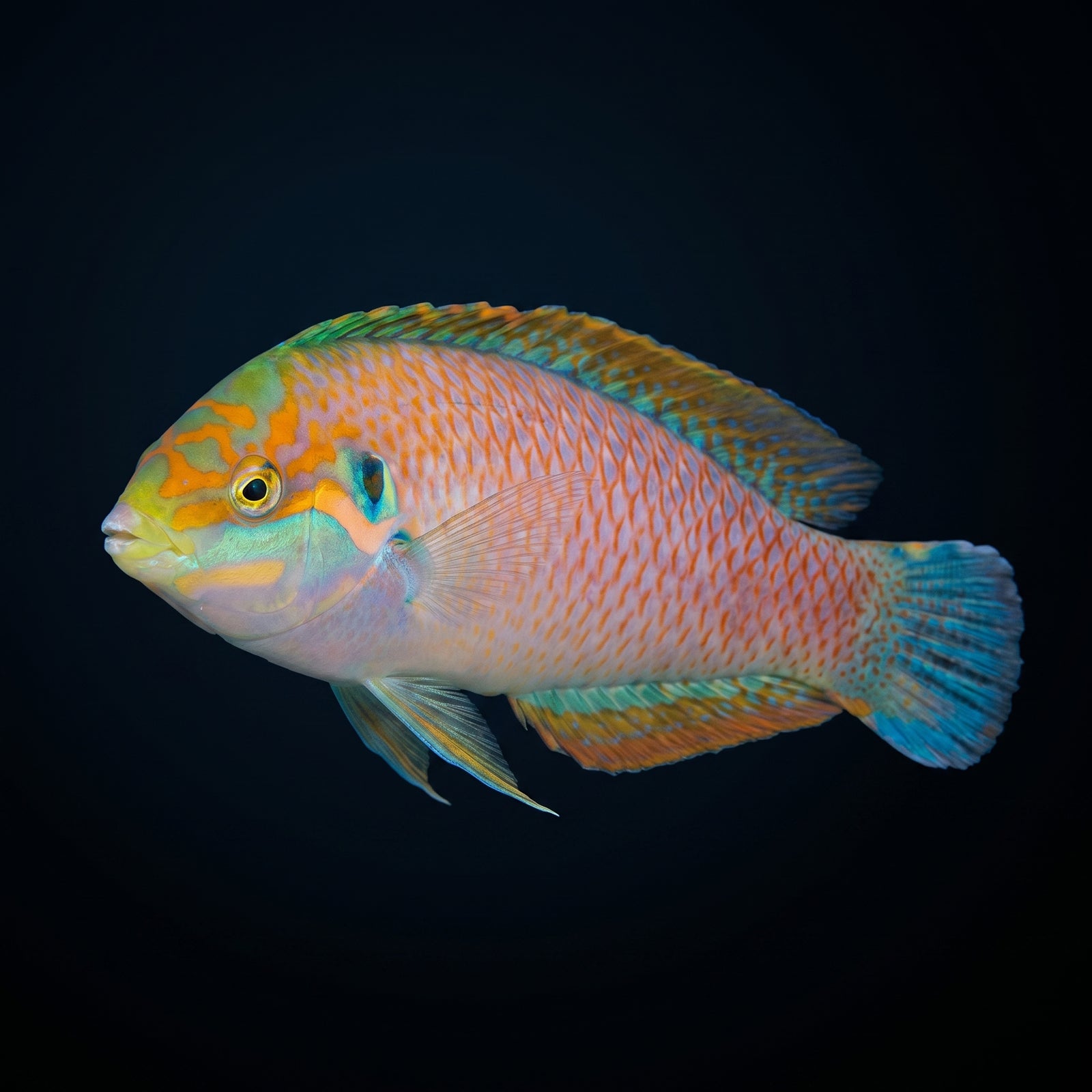 Kuteri Wrasse (Halichoeres kuiteri) saltwater aquarium fish portrait