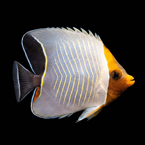 Larvatus Butterflyfish (Chaetodon Larva) saltwater aquarium fish portrait