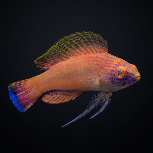 Latigo Fairy Wrasse (Cirrhilabrus Briangrenei) saltwater aquarium fish portrait