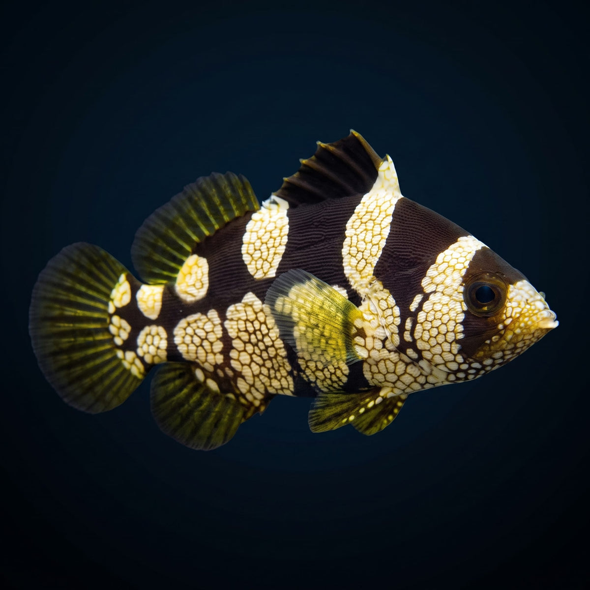 Leaflip Grouper (Pogonoperca Punctata) saltwater aquarium fish portrait