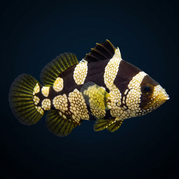 Leaflip Grouper (Pogonoperca Punctata) saltwater aquarium fish portrait