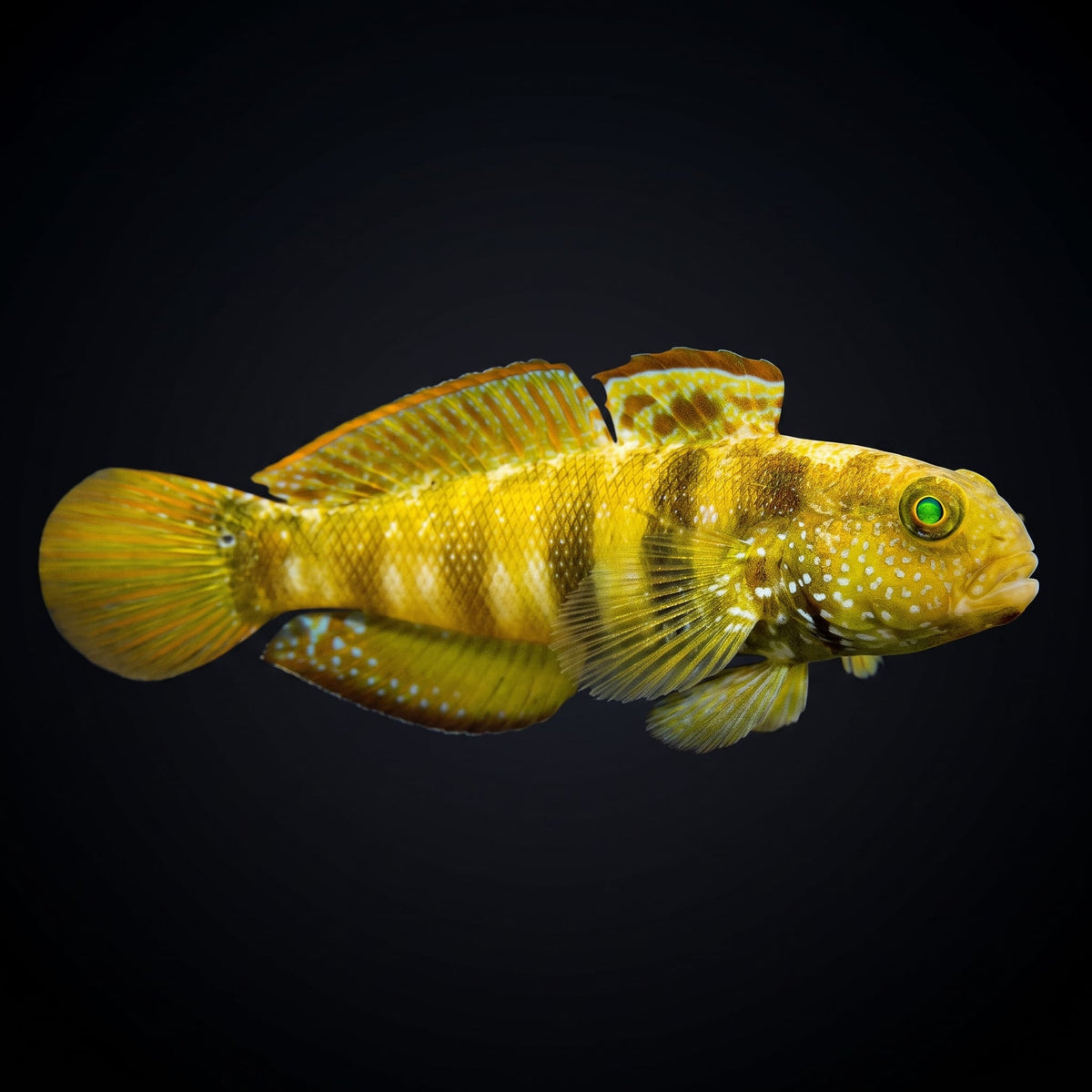 Link's Goby (Amblygobius Linki) saltwater aquarium fish portrait