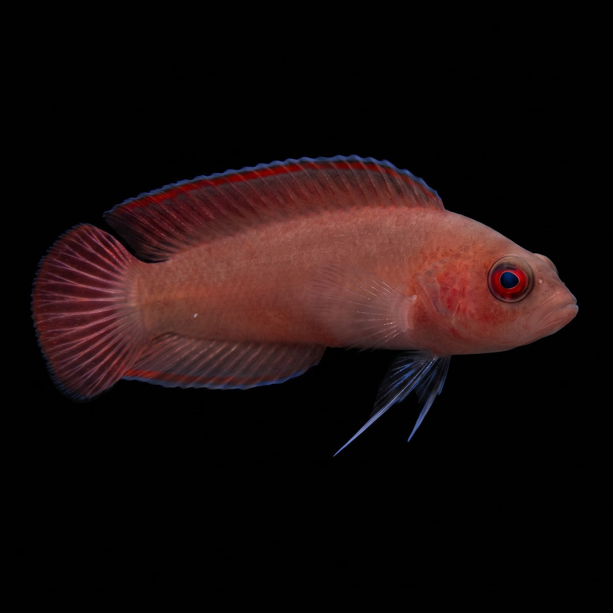 Lyretail Dottyback (Pseudochromis Steenei) saltwater aquarium fish portrait