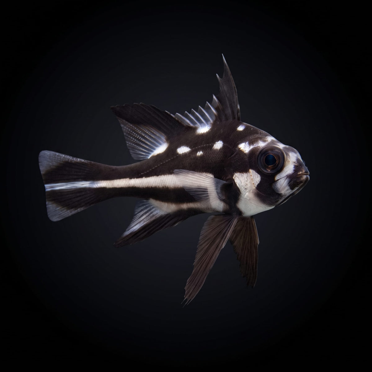 Macolor Snapper (Macolor Niger) saltwater aquarium fish portrait