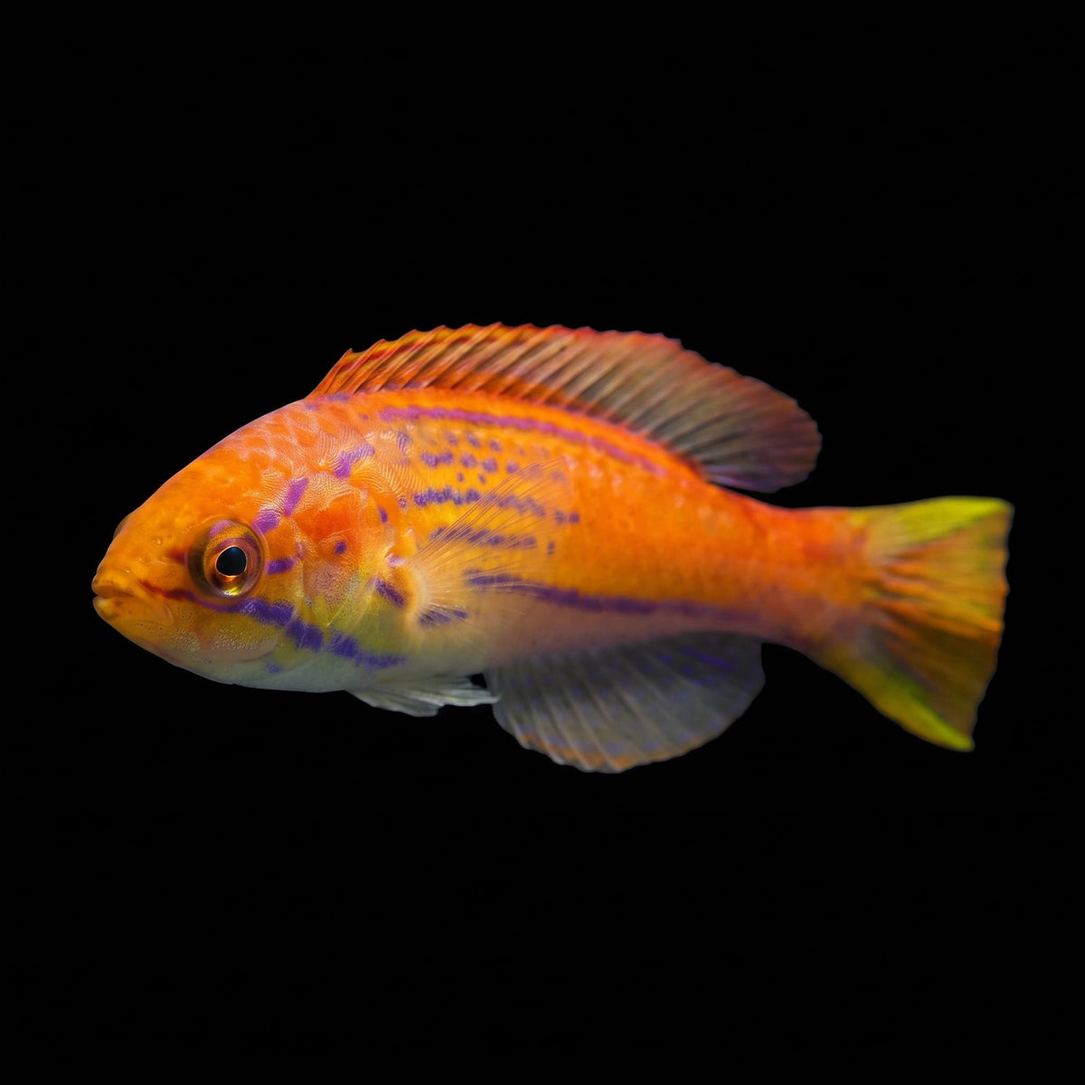 Madagascar Flasher Wrasse (Paracheilinus Hemitaeniatus) saltwater aquarium fish portrait