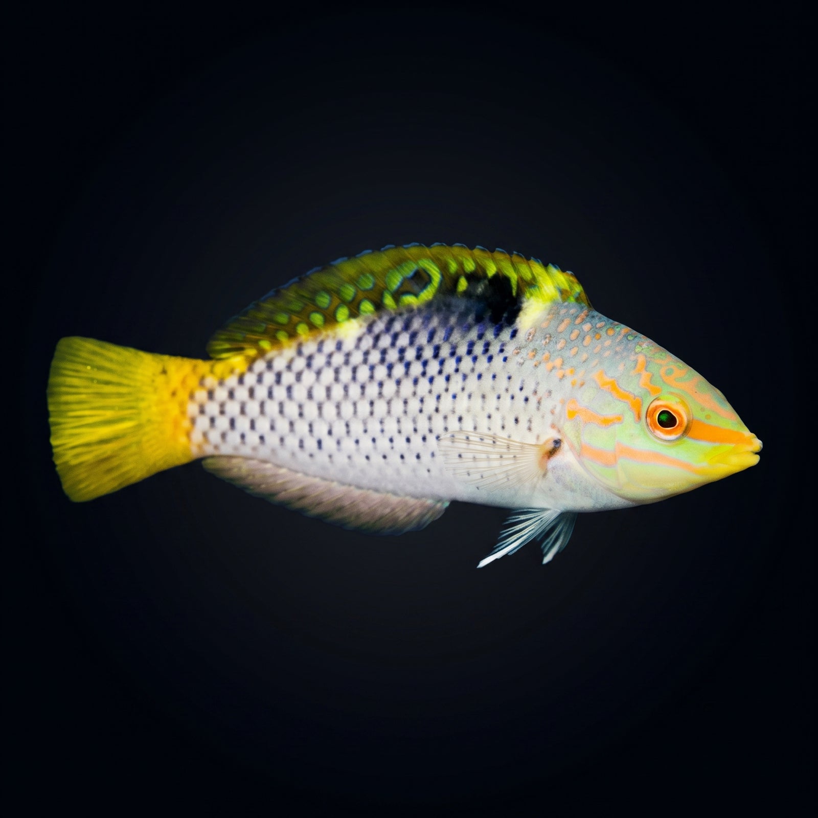 Marble Wrasse (Halichoeres hortulanus) saltwater aquarium fish portrait