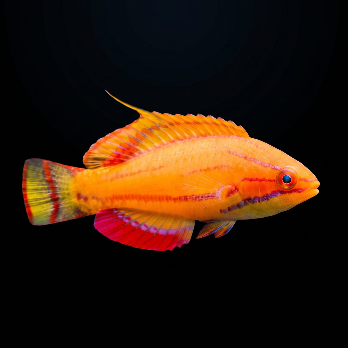 McCosker's Flasher Wrasse (Paracheilinus Mccoskeri) saltwater aquarium fish portrait