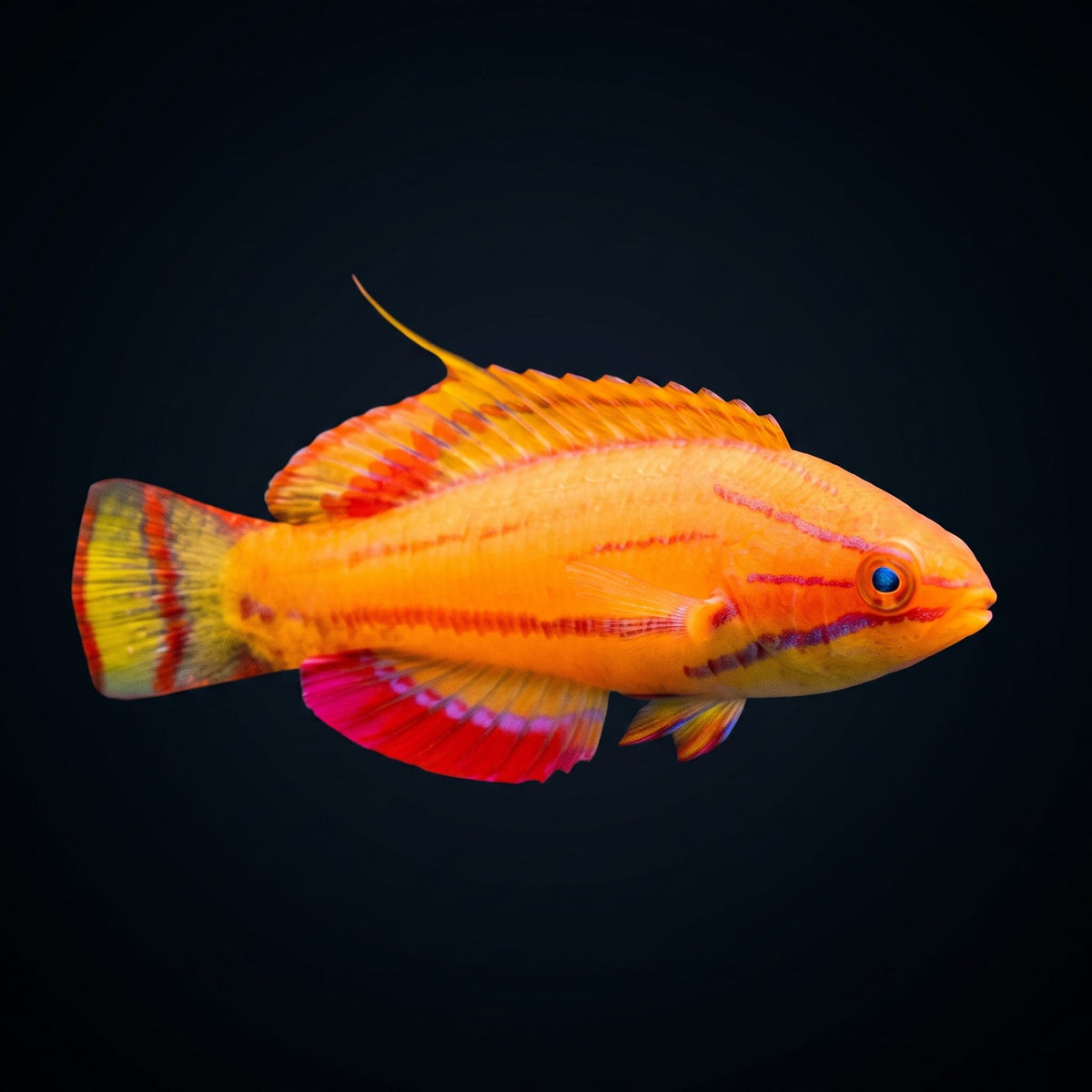 McCoskers cf Africa Flasher Wrasse (Paracheilinus Cf Mccoskeri) saltwater aquarium fish portrait