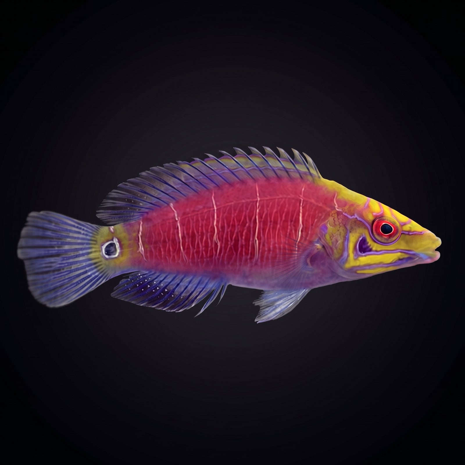 Mystery Wrasse (Pseudocheilinus ocellatus) saltwater aquarium fish portrait