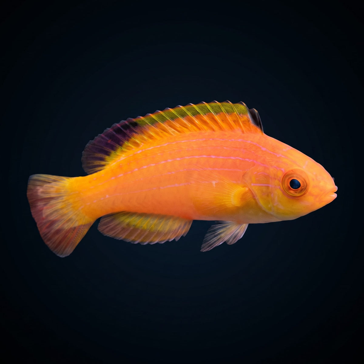 Nahacky's Fairy Wrasse (Cirrhilabrus Nahackyi) saltwater aquarium fish portrait