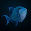 Niger Triggerfish