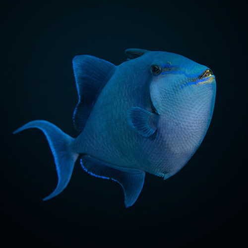 Niger Triggerfish