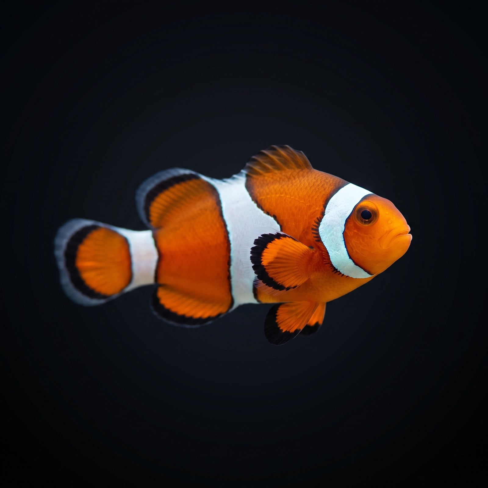 Ocellaris Clownfish (Amphiprion ocellaris) saltwater aquarium fish portrait