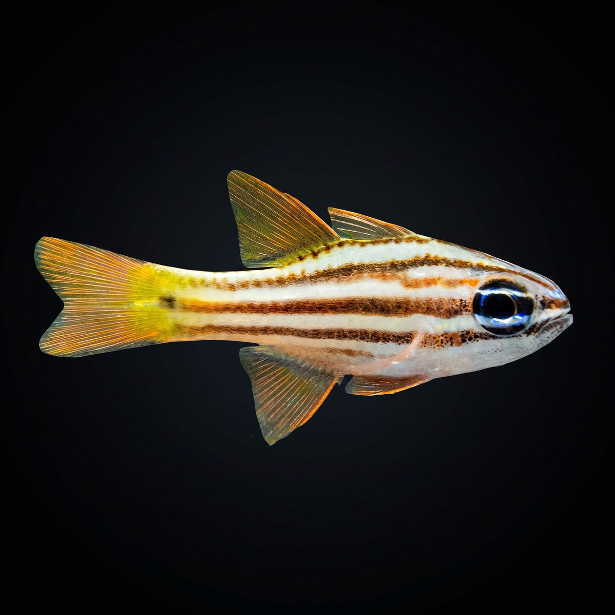 Ochre Striped Cardinalfish (Ostorhinchus Compressus) saltwater aquarium fish portrait
