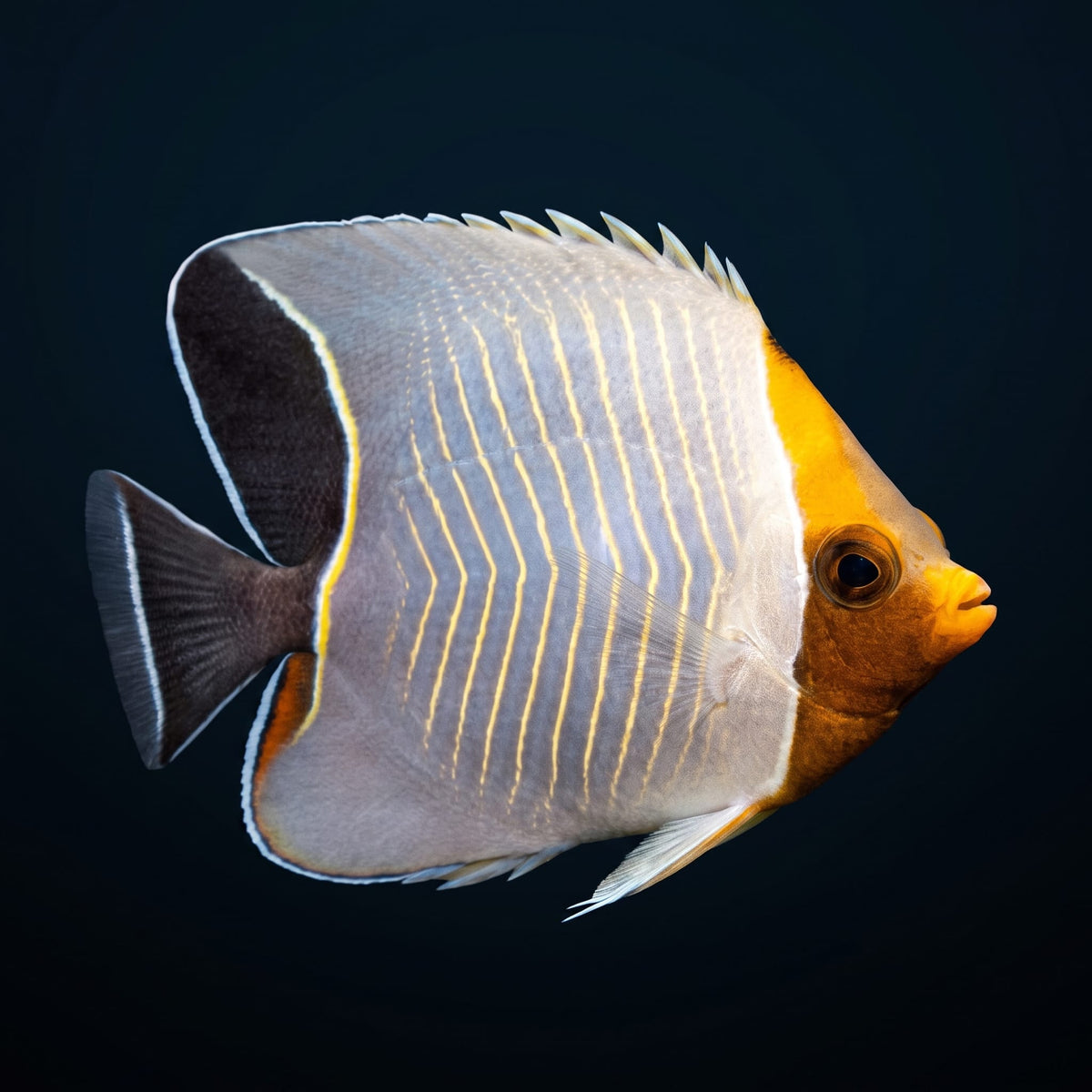 Orange Kleini Butterflyfish (Chaetodon Kleini) saltwater aquarium fish portrait