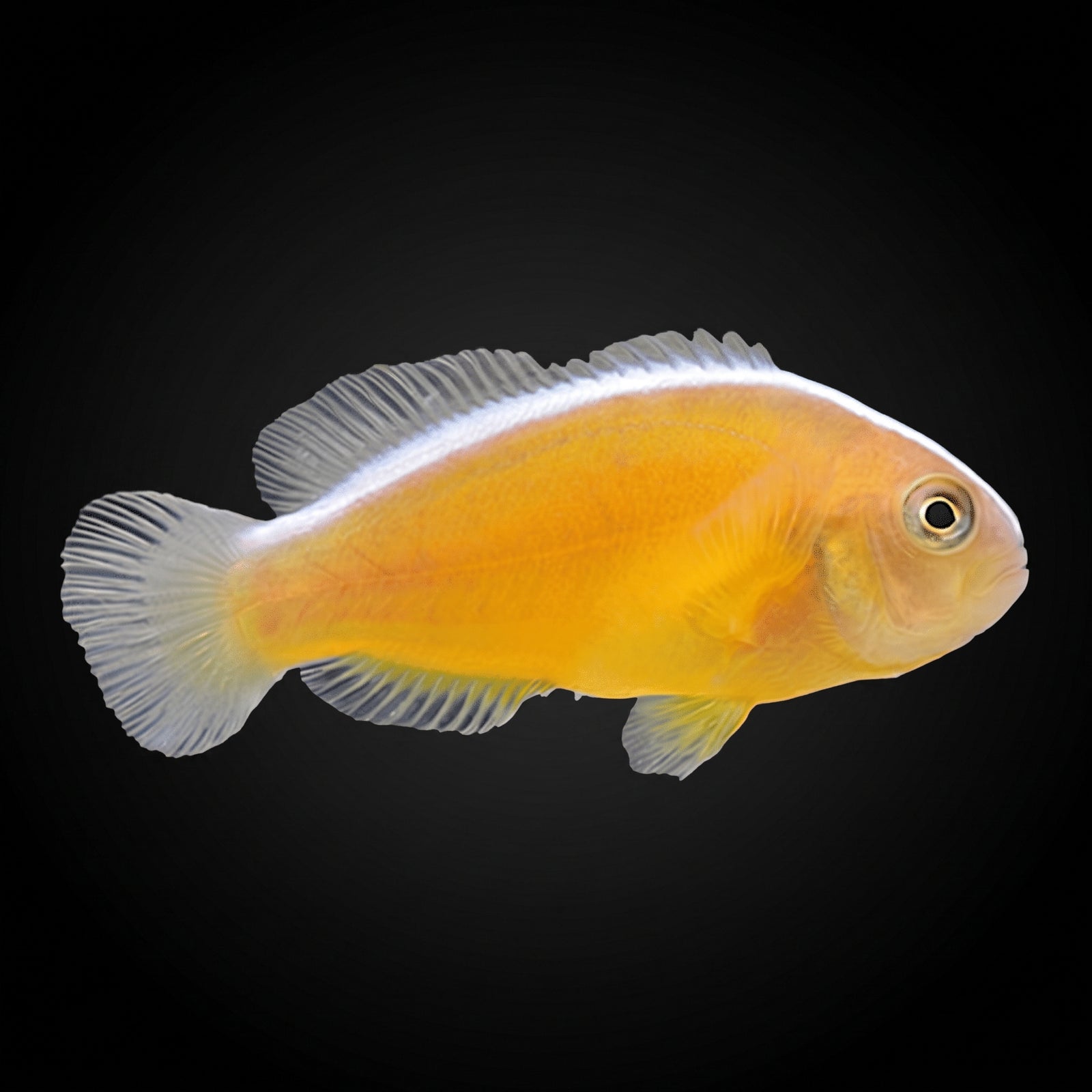 Orange Skunk Clownfish (Amphiprion sandaracinos) saltwater aquarium fish portrait