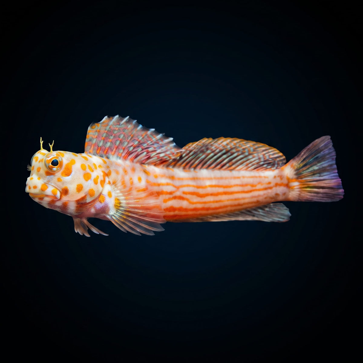 Orange Spotted Blenny (Blenniella Chrysospilos) saltwater aquarium fish portrait