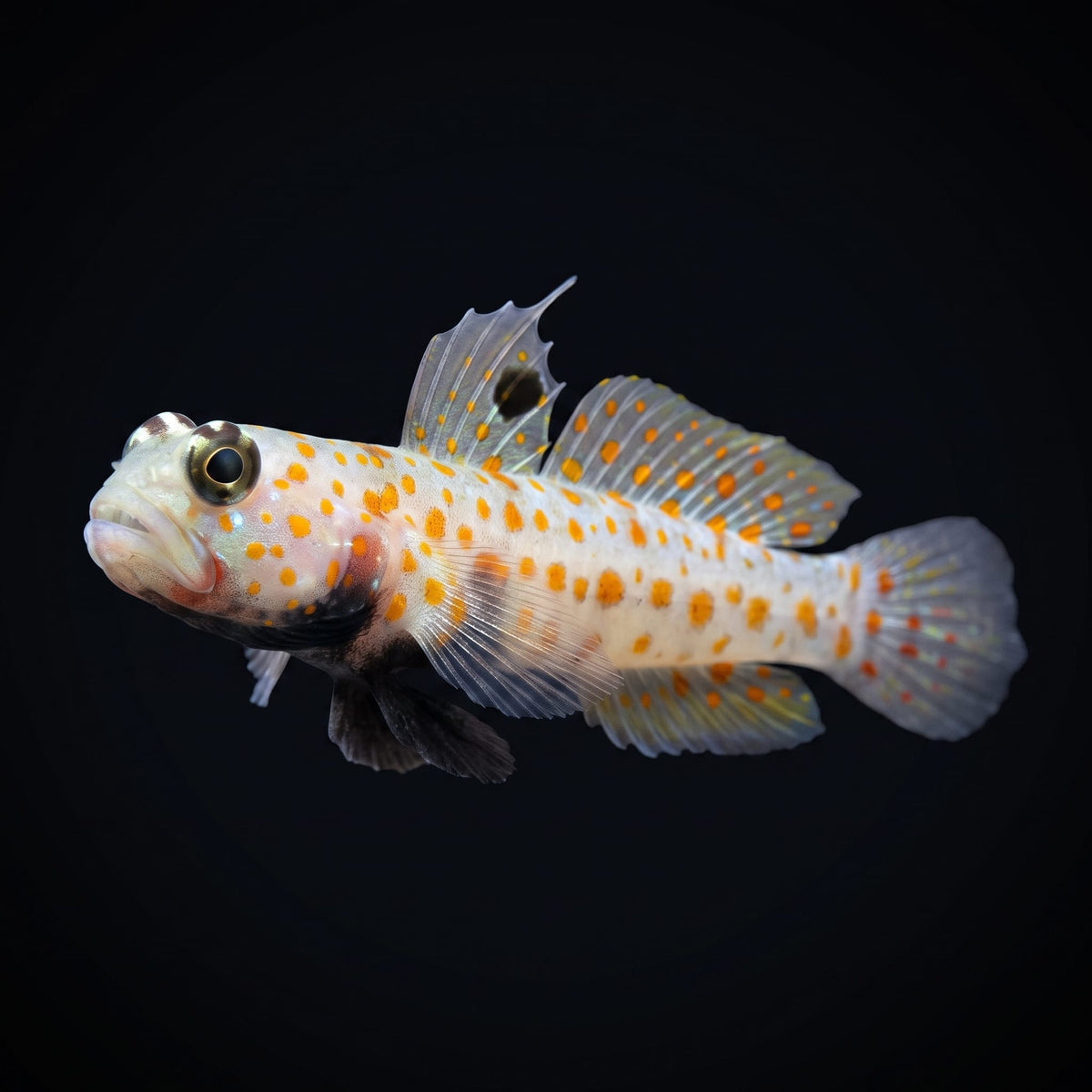 Orange Spotted Watchman Goby (Amblyeleotris Guttata) saltwater aquarium fish portrait