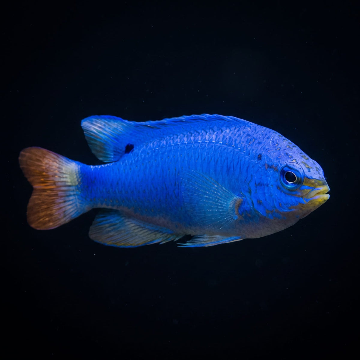 Orangetail Blue Devil Damsel (Chrysiptera Cyanea) saltwater aquarium fish portrait