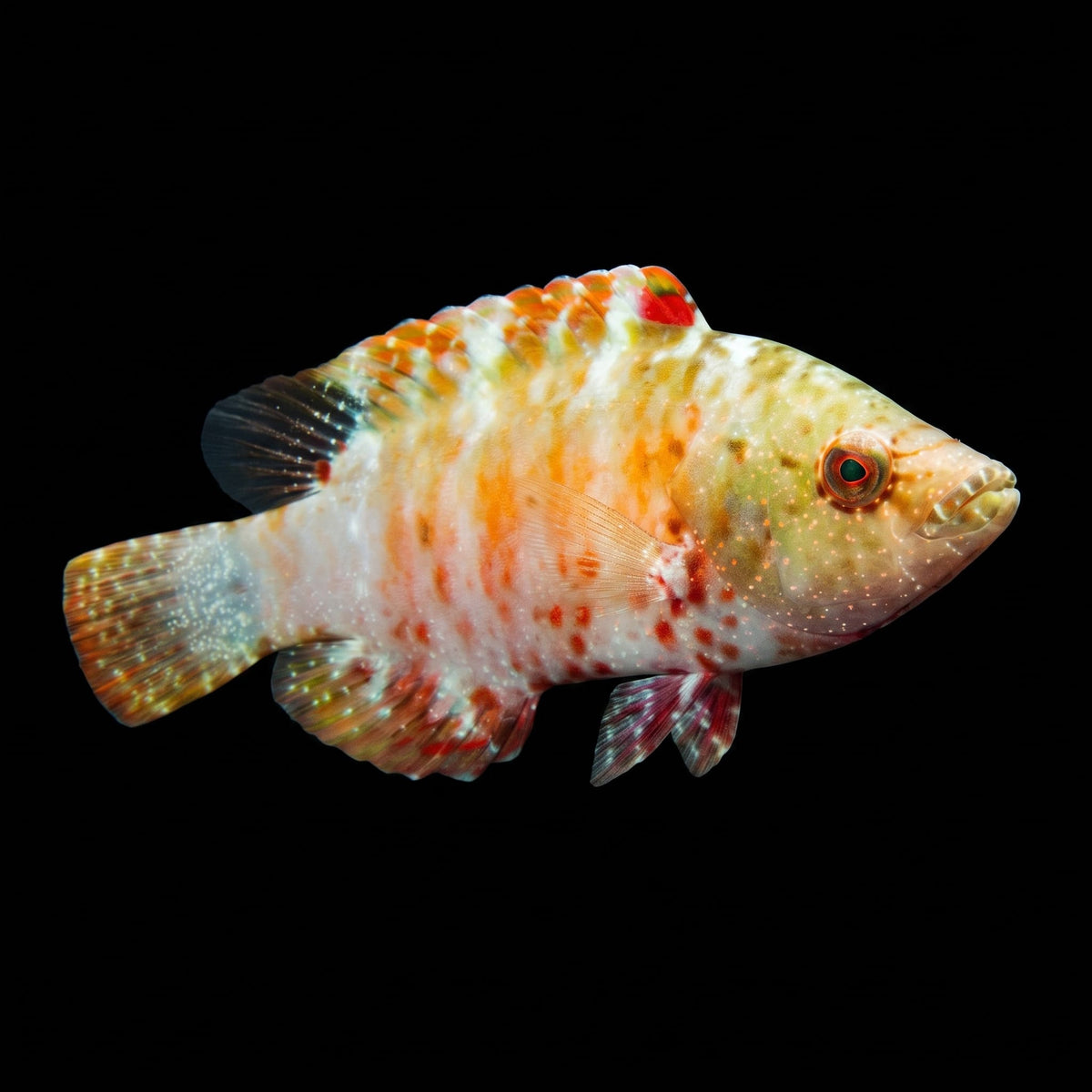 Oriental Maori Wrasse (Cheilinus Orientalis) saltwater aquarium fish portrait