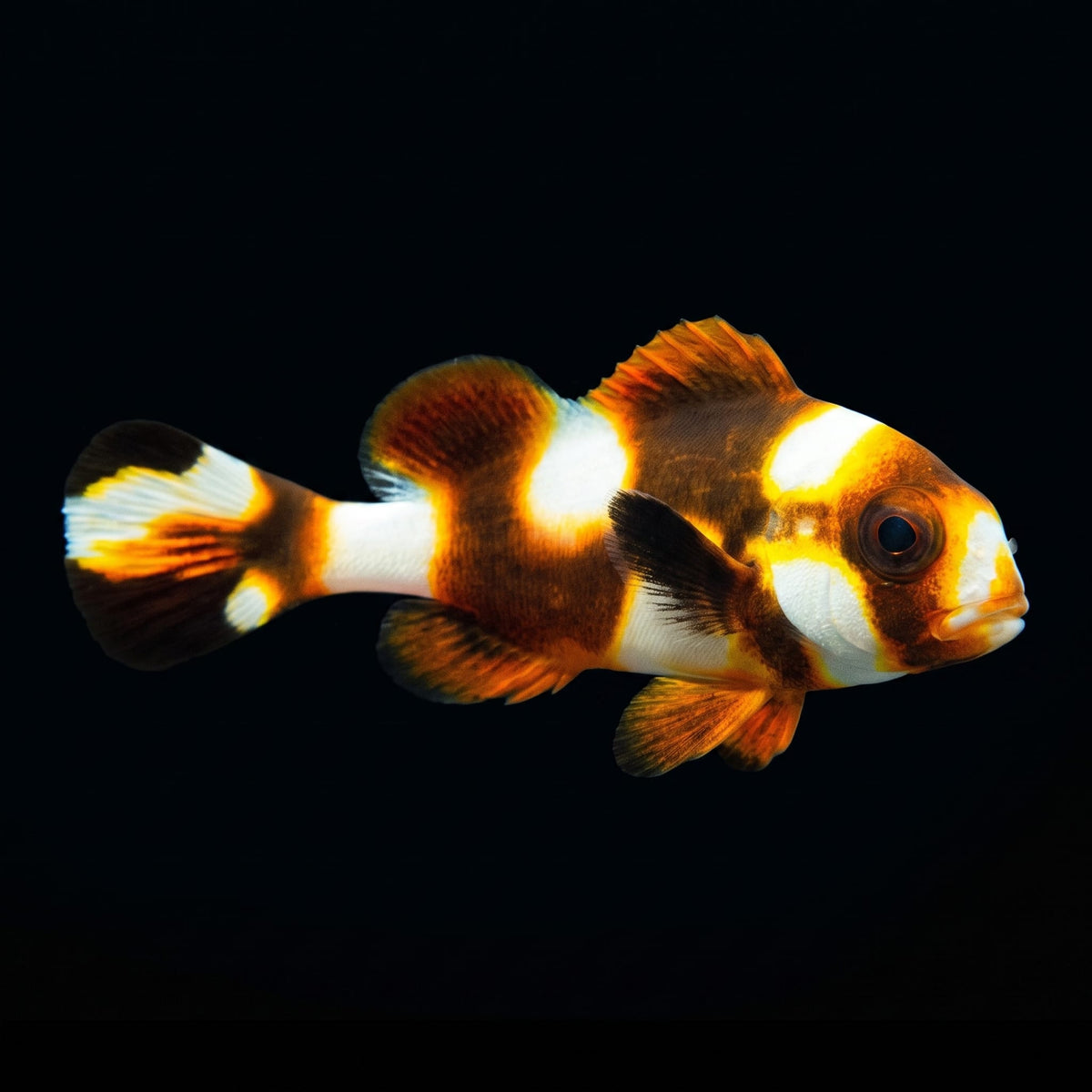 Oriental Sweetlips (Plectorhinchus Vittatus) saltwater aquarium fish portrait