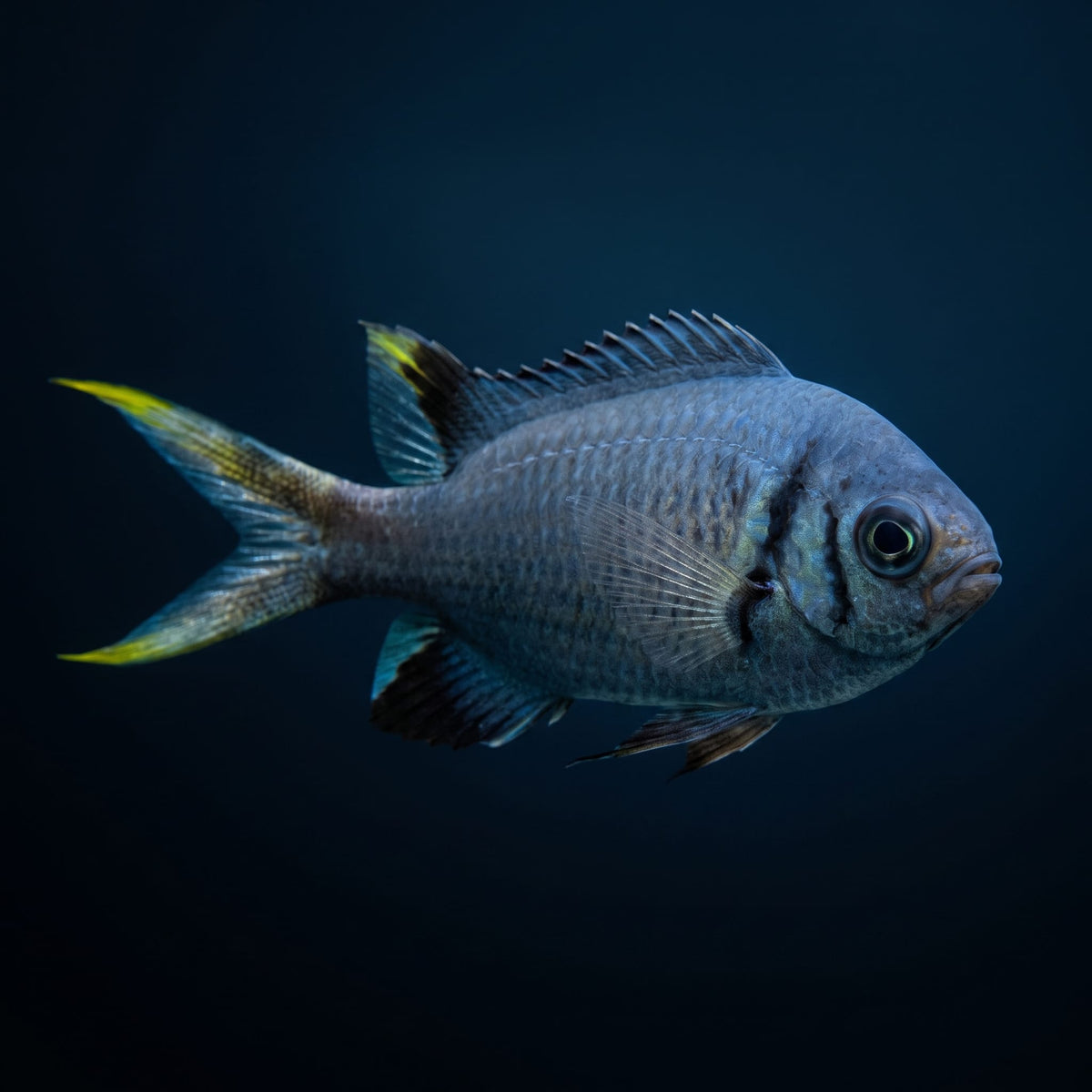 Pale Tail Reef Chromis (Chromis Xanthura) saltwater aquarium fish portrait