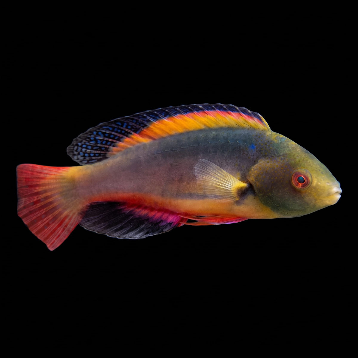 Peacock Flasher Wrasse (Cirrhilabrus Temmincki) saltwater aquarium fish portrait