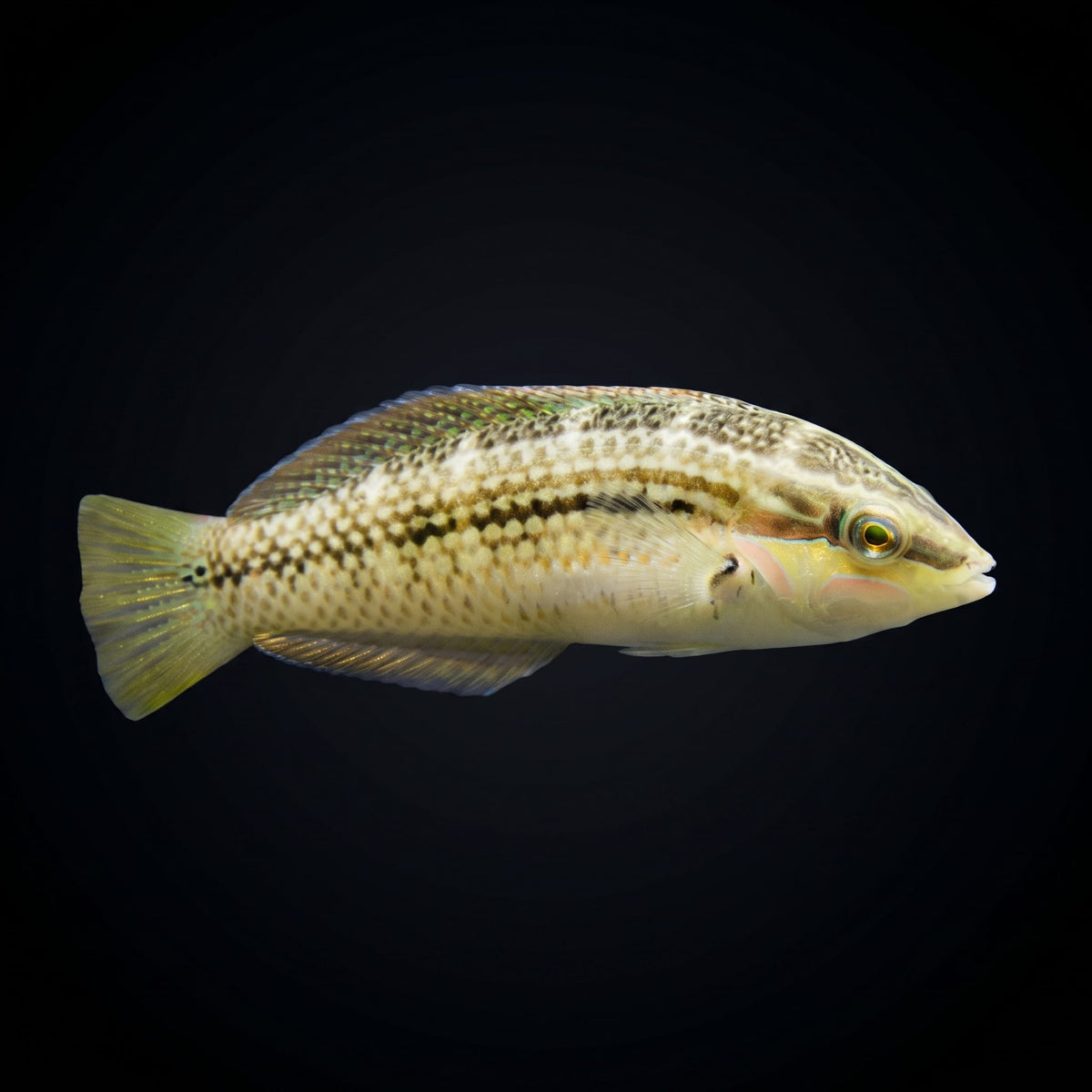 Pearly Spotted Wrasse (Halichoeres Bicolor) saltwater aquarium fish portrait