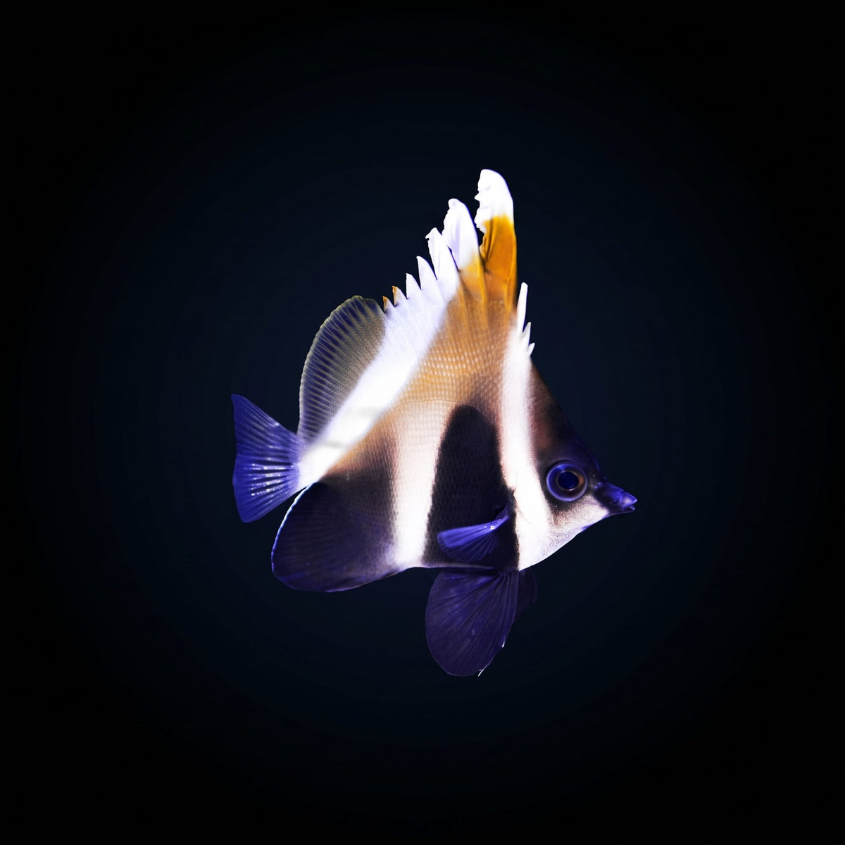 Phantom Heniochus Butterflyfish (Heniochus Pleurotaenia) saltwater aquarium fish portrait