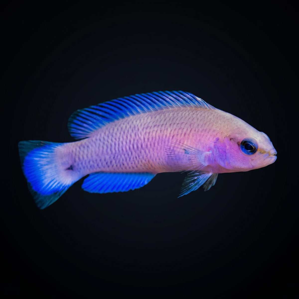 Purple Dottyback (Pseudochromis Porphyreus) saltwater aquarium fish portrait