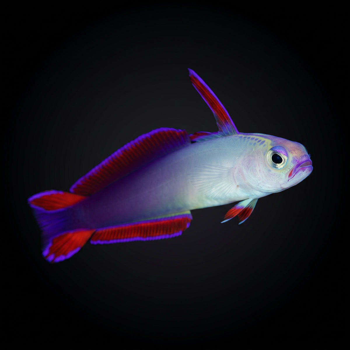Purple Firefish (Nemateleotris decora) saltwater aquarium fish portrait