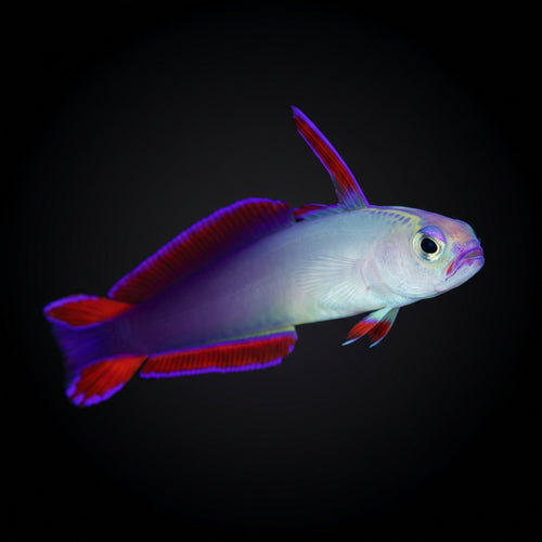 Purple Firefish
