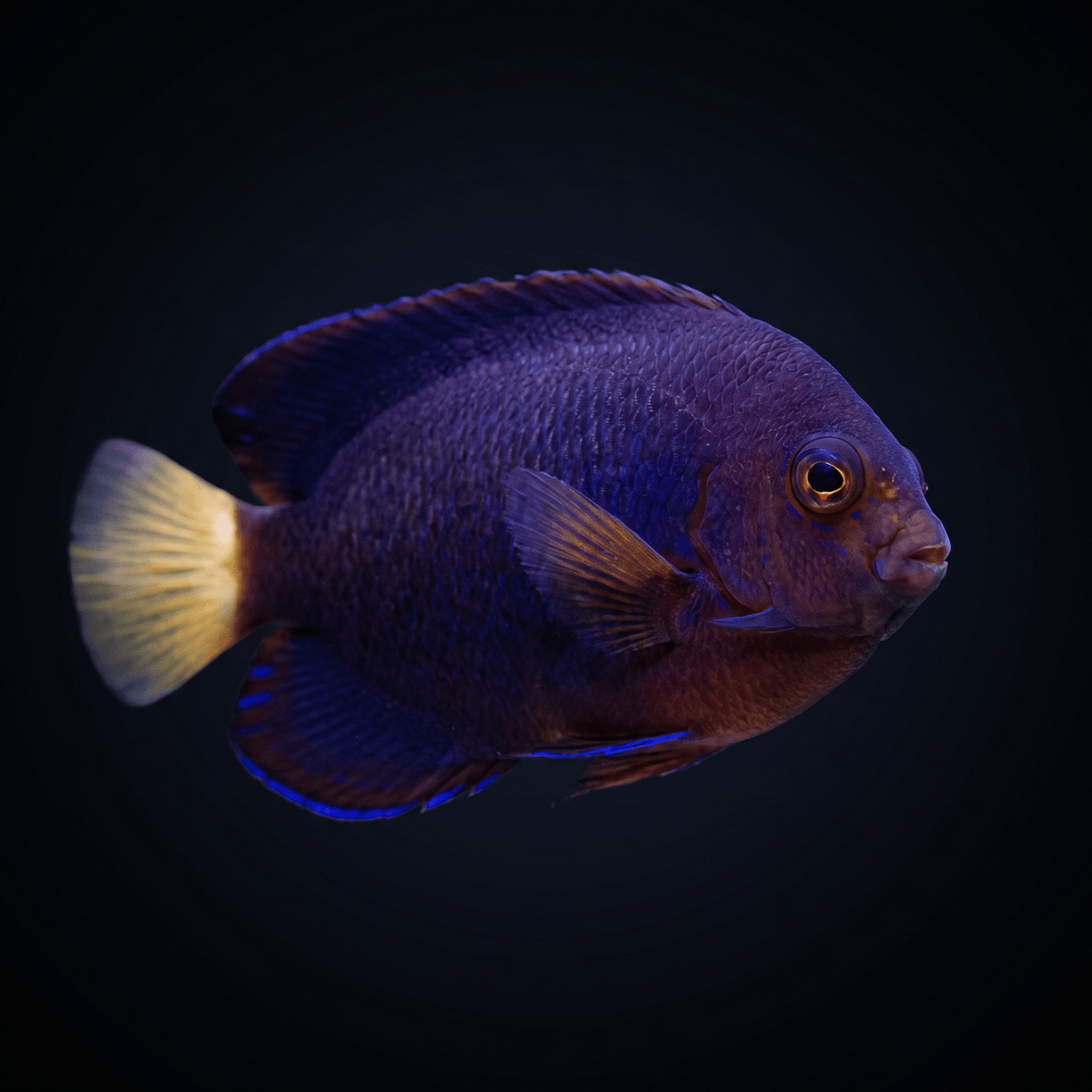 Pygmy Yellowtail Angelfish (Centropyge Flavicauda) saltwater aquarium fish