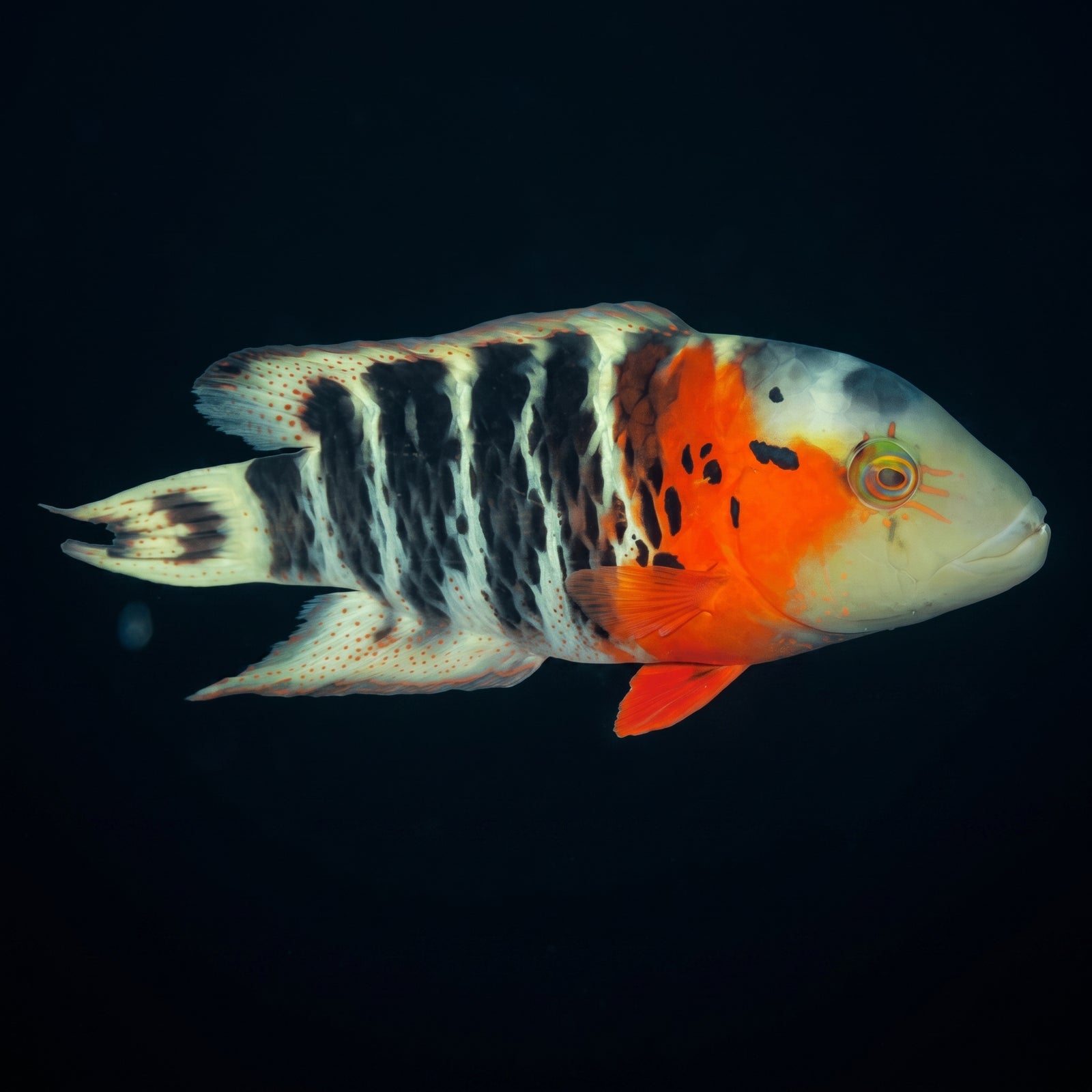 Red Breasted Maori Wrasse (Cheilinus fasciatus) saltwater aquarium fish portrait