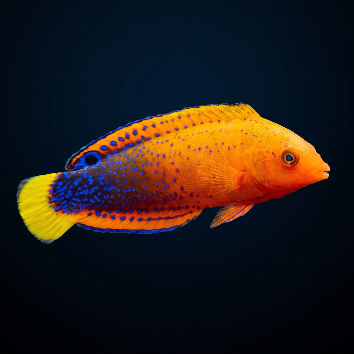 Red Coris Wrasse (Coris Gaimard) saltwater aquarium fish portrait