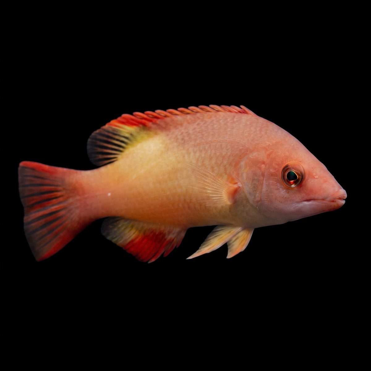 Red Diana Hogfish (Bodianus Diana) saltwater aquarium fish portrait