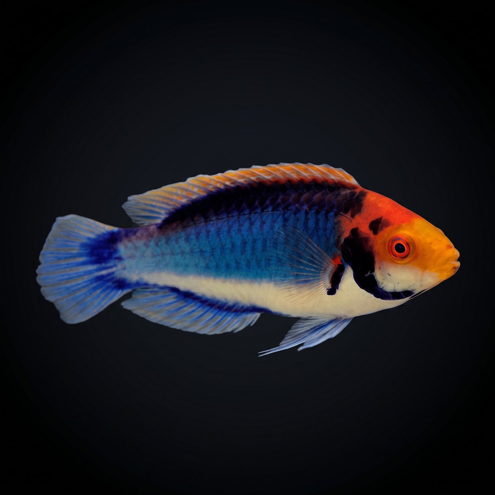 Red Eye Solor Fairy Wrasse (Cirrhilabrus solorensis) saltwater aquarium fish portrait