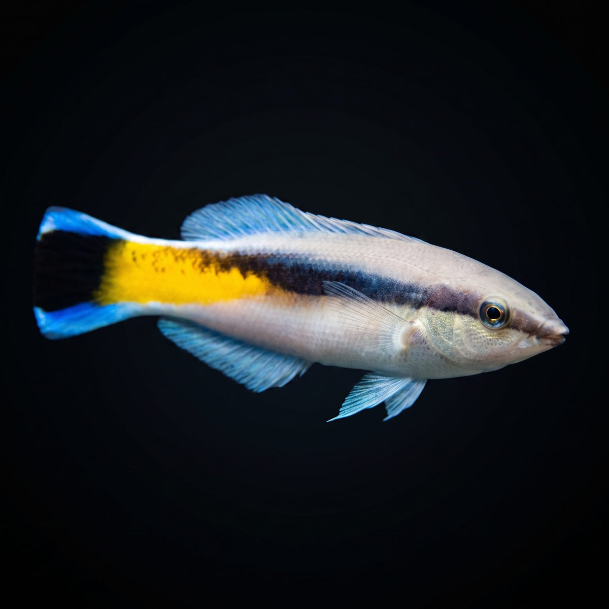 Red Lip Cleaner Wrasse (Labroides Rubrolabiatus) saltwater aquarium fish portrait