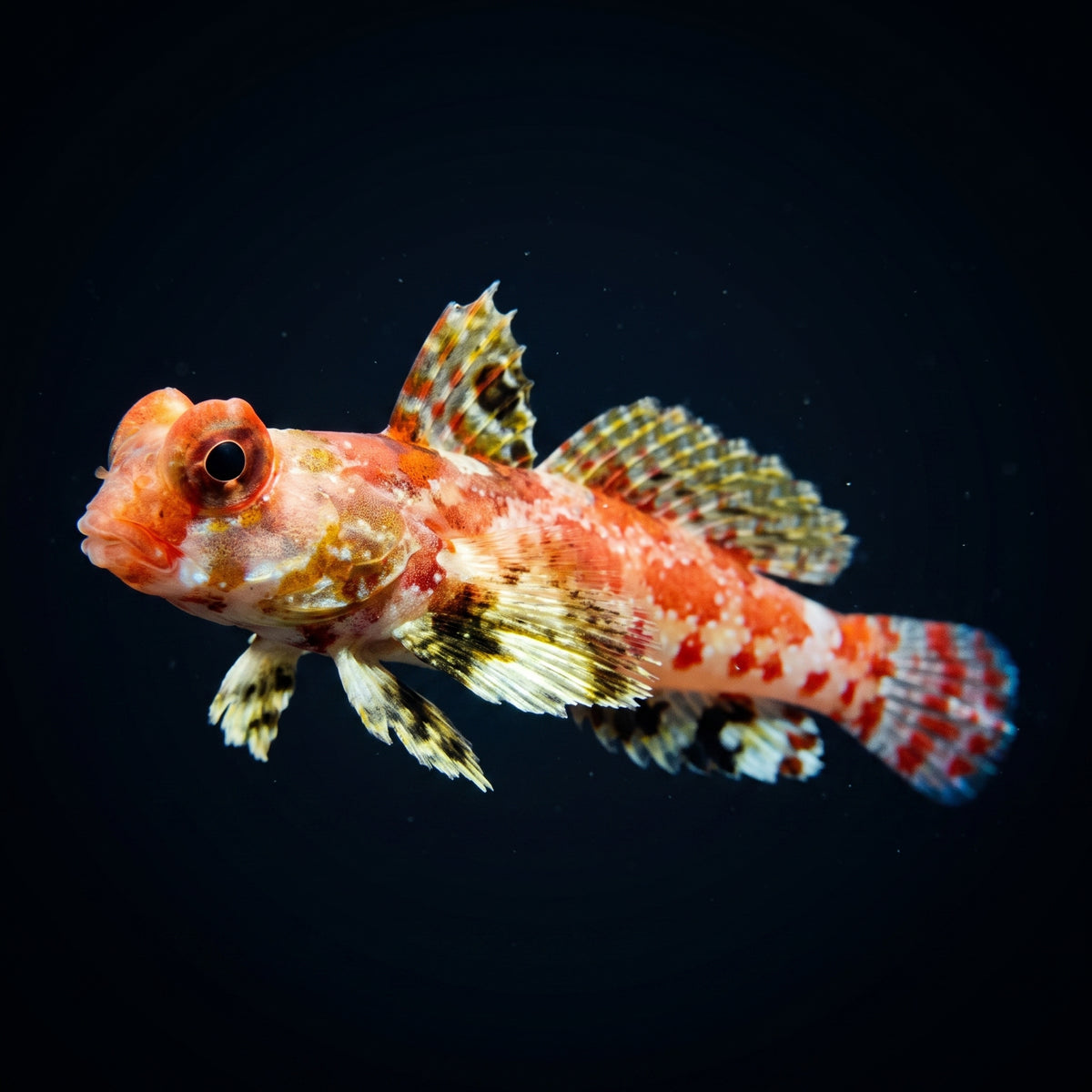 Red Scooter Dragonet (Synchiropus Stellatus) saltwater aquarium fish portrait
