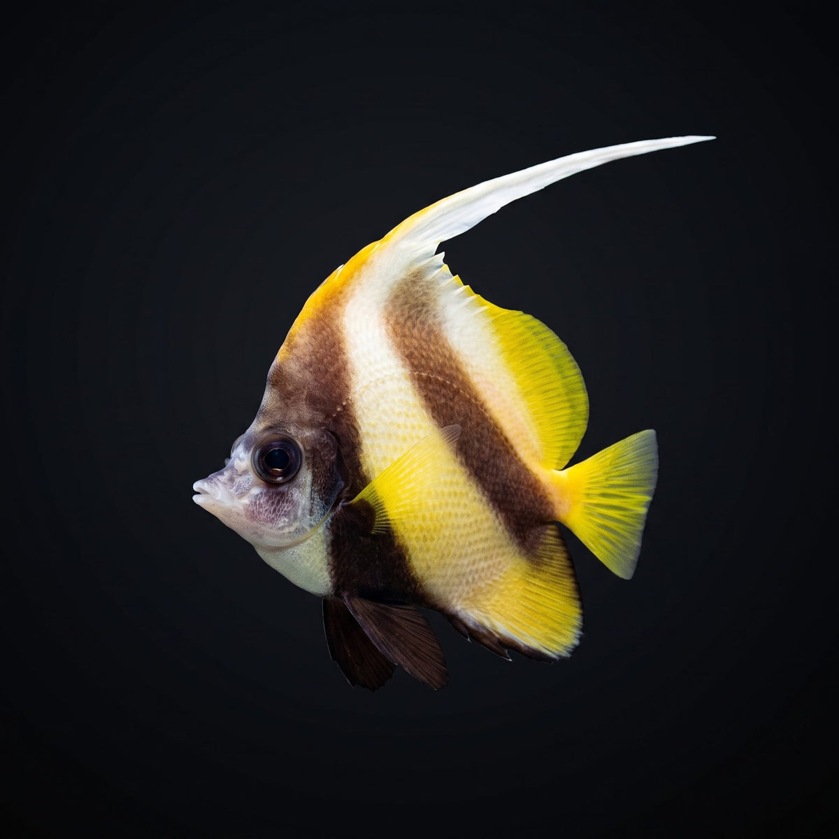 Red Sea Bannerfish (Heniochus Intermedius) saltwater aquarium fish portrait