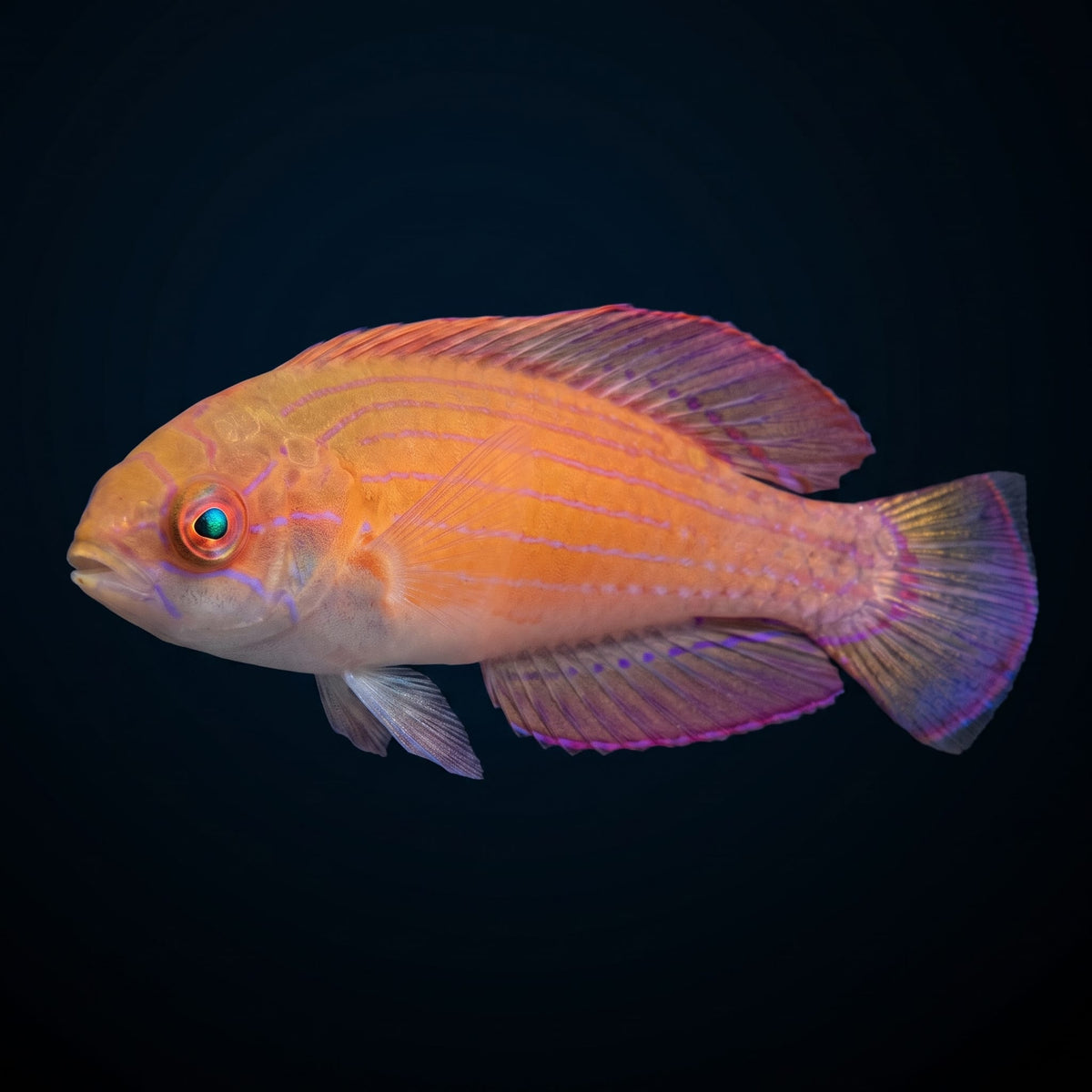 Red Sea Eightline Flasher Wrasse (Paracheilinus Octotaenia) saltwater aquarium fish portrait