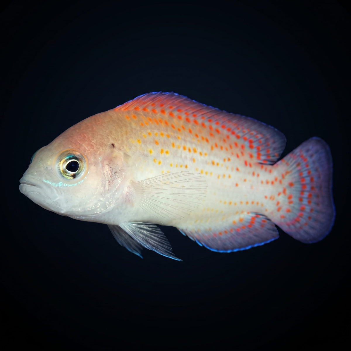 Red Spotted Dottyback (Pholidochromis Cerasina) saltwater aquarium fish portrait