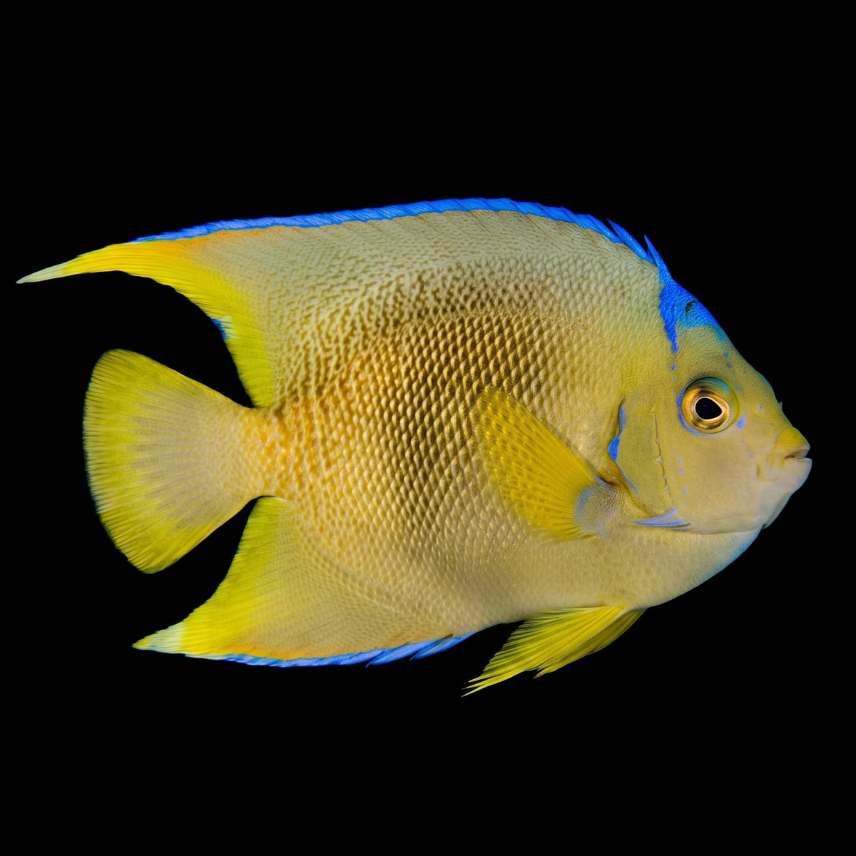 Rock Beauty Angelfish (Holacanthus Tricolor) saltwater aquarium fish portrait
