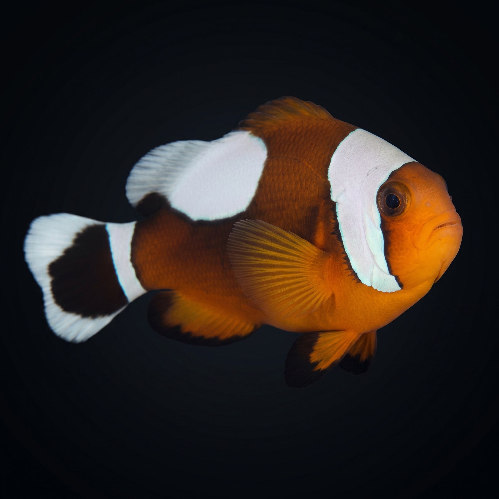 Saddleback Clownfish (Amphiprion polymnus) saltwater aquarium fish portrait
