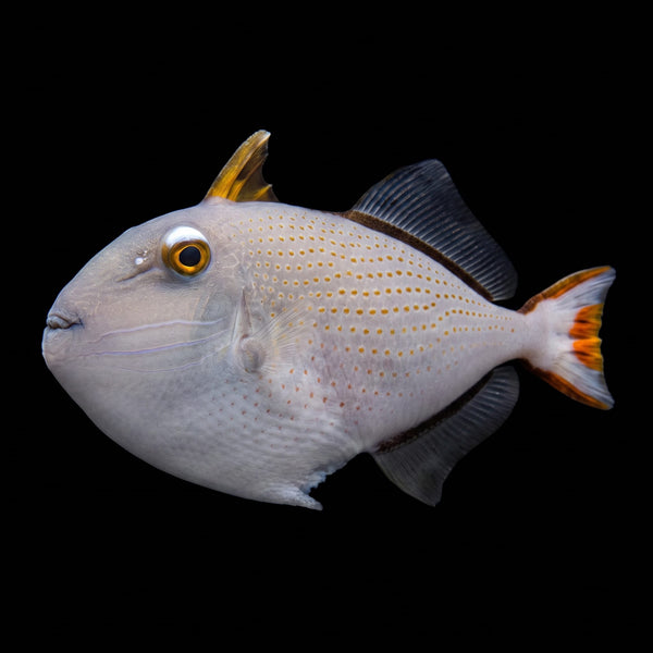 Sargassum Trigger (Xanthichthys Ringens) saltwater aquarium fish portrait