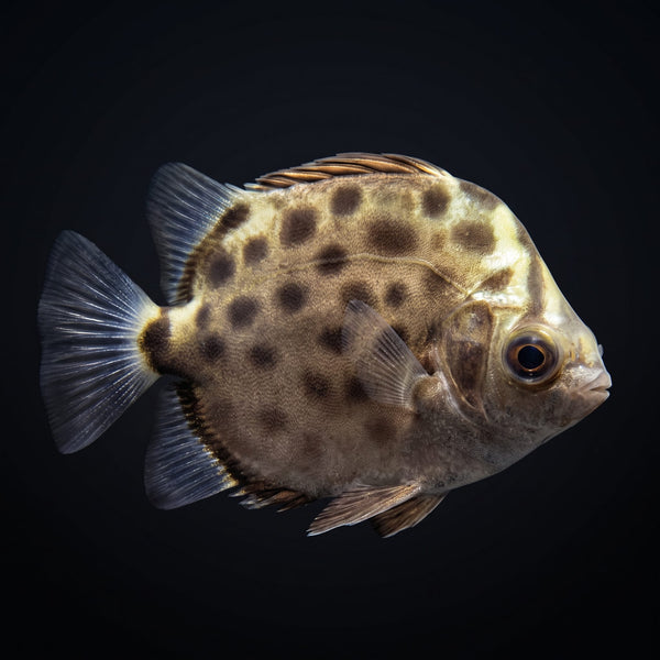 Scat (Scatophagus Argus) saltwater aquarium fish portrait
