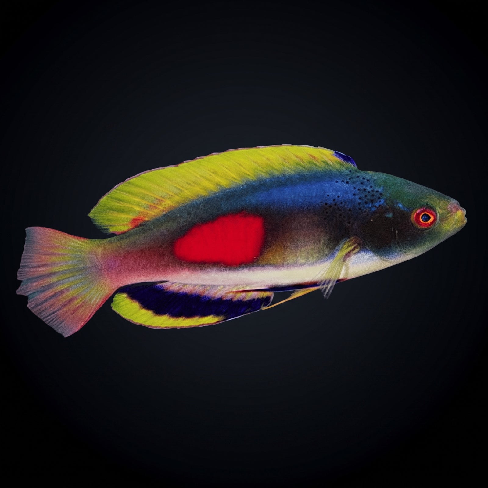 Scott’s Fairy Wrasse (Cirrhilabrus scottorum) saltwater aquarium fish portrait