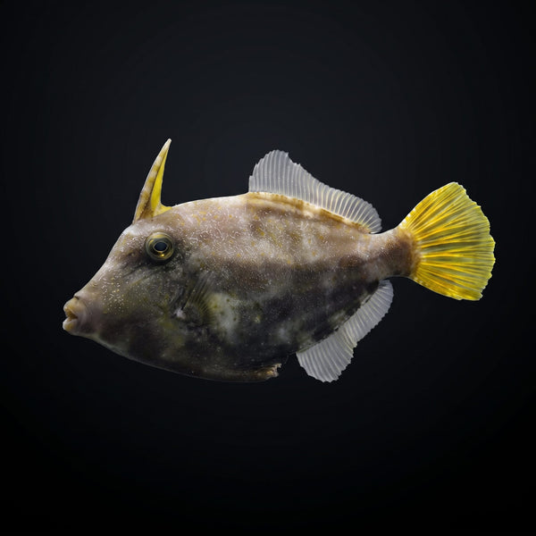 Scribbled Filefish (Aluterus Scriptus) saltwater aquarium fish portrait