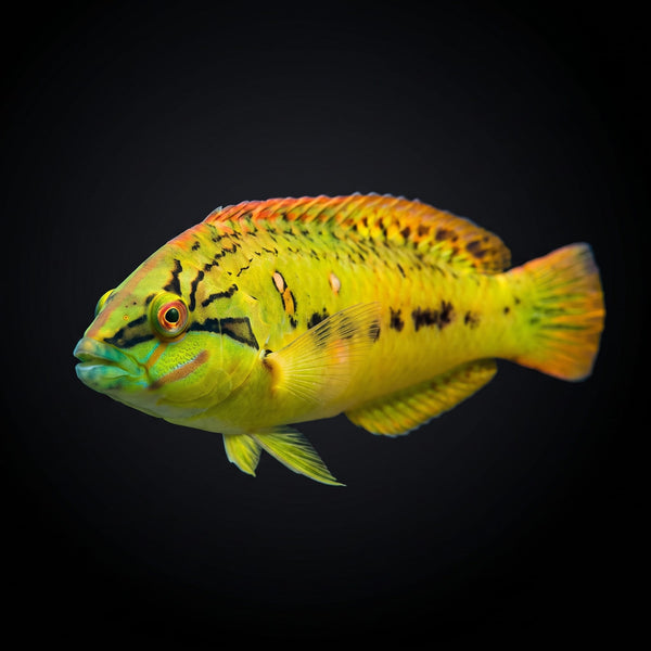 Sea Grass Wrasse (Novaculichthys Macrolepidotus) saltwater aquarium fish portrait