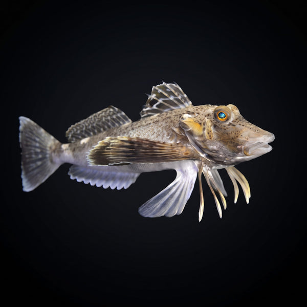 Sea Robin (Prionotus Carolinus) saltwater aquarium fish portrait